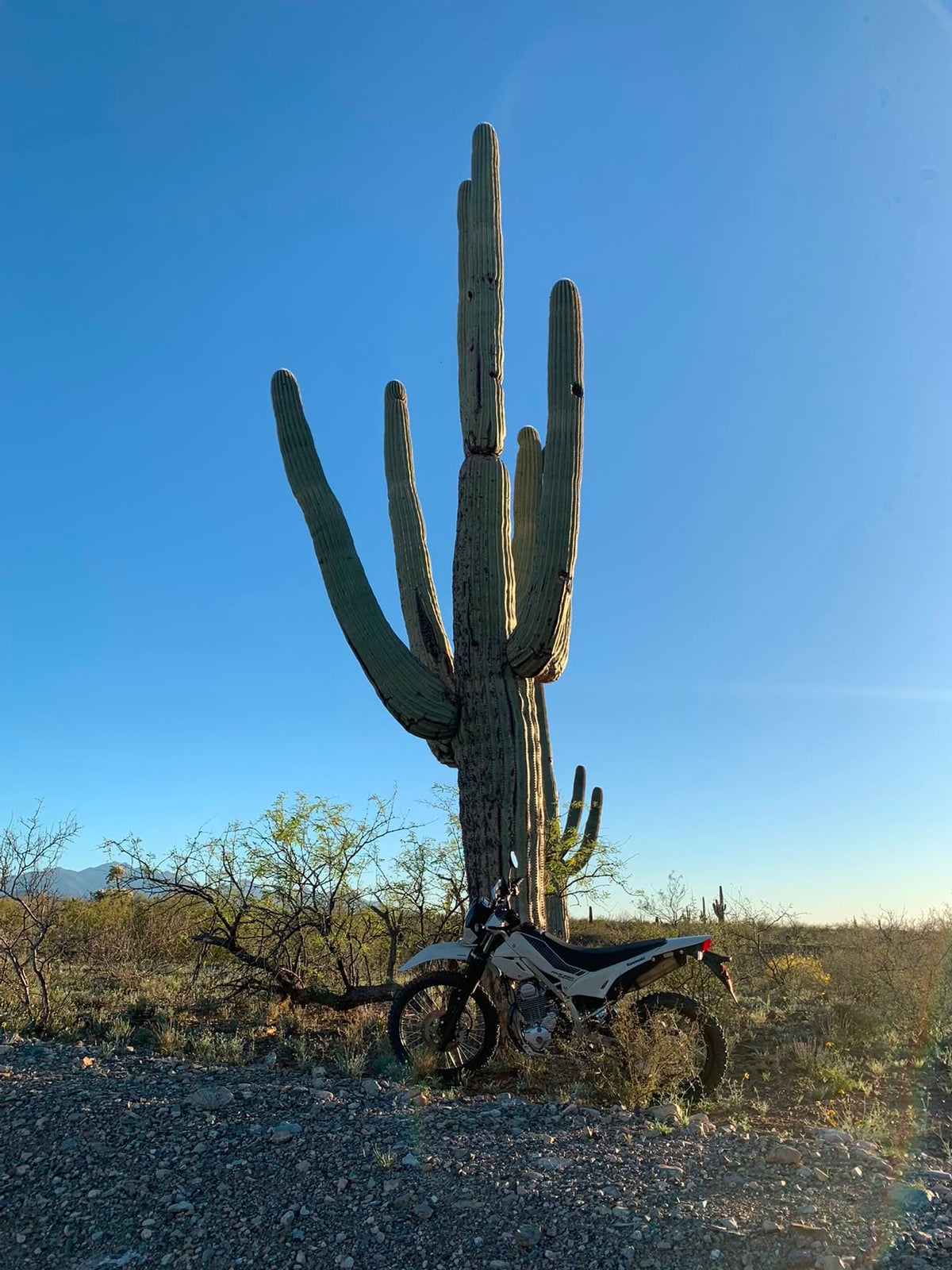 Premium Valve Cap - Cactus